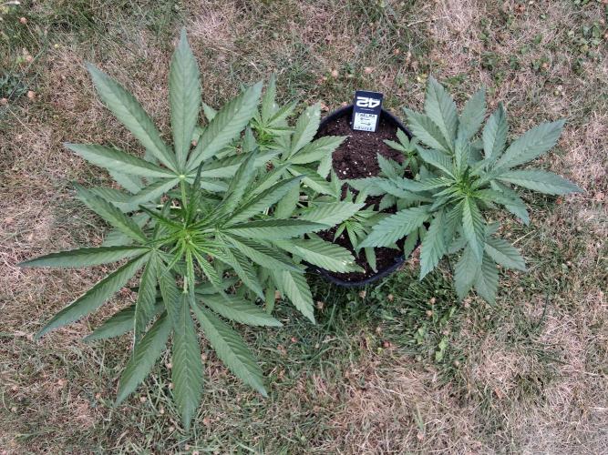 Thelma & Louise. Week 5 - D39