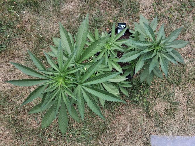 Thelma & Louise. Week 5 - D41