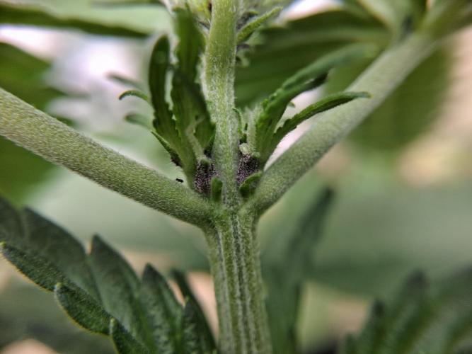 Thelma & Louise. Week 5 - D41 - Louise purple phenotype