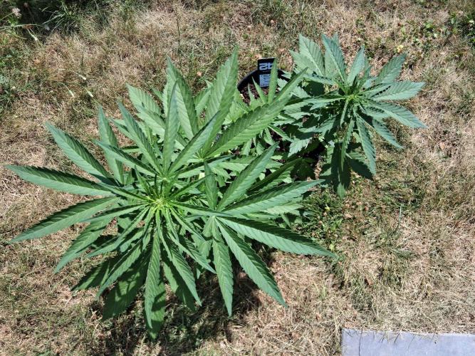 Thelma & Louise. Week 6 - Day 42