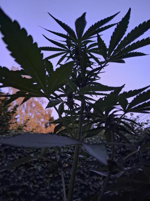 Thelma & Louise. Week 6 - D44 - Night mode