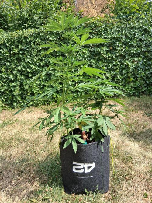 Thelma & Louise. Week 6 - D47