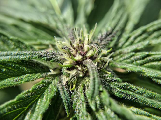 Thelma & Louise. Week 6 - D47 - Louise - Apex bud