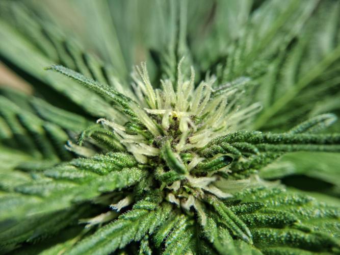Thelma & Louise. Week 6 - D47 - Thelma - Apex bud