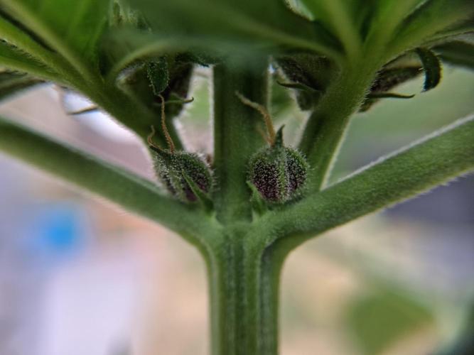 Thelma & Louise. Week 6 - D47 - Thelma is a bit purple too!