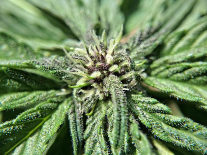 Thelma & Louise. Week 7 - D49 - Louise - Apex bud