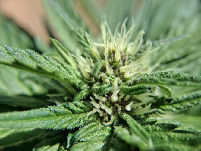 Thelma & Louise. Week 7 - D49 - Thelma - Apex bud