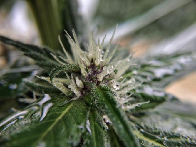 Thelma & Louise. Week 7 - D51 - Thelma - Wet bud