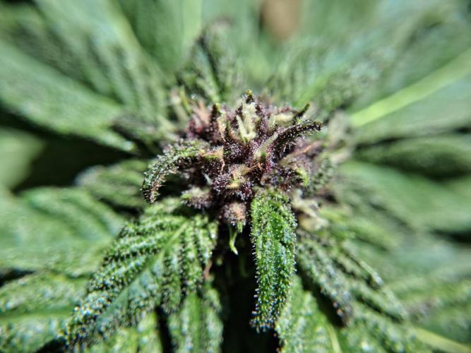 Thelma & Louise. Week 7 - D55 - Louise - Apex bud