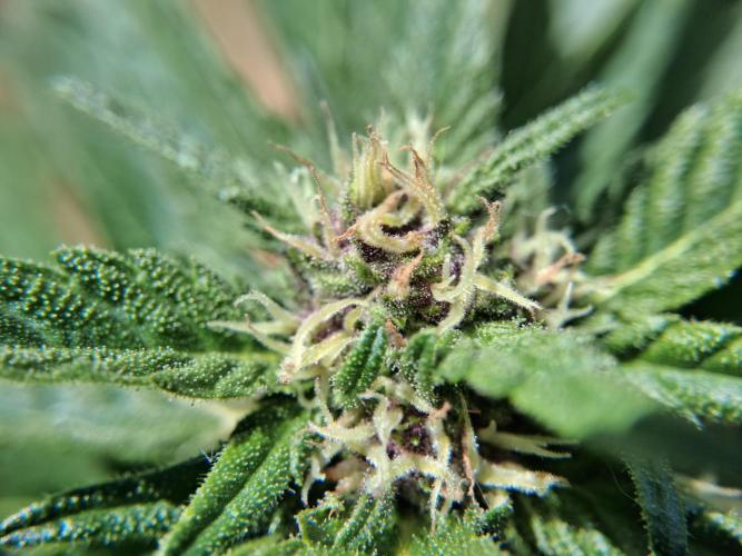 Thelma & Louise. Week 7 - D55 - Thelma - Apex bud