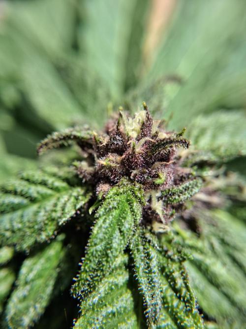 Thelma & Louise. Week 8 - D56 - Louise - Apex bud