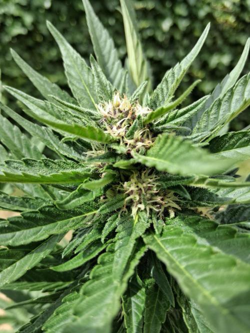 Thelma & Louise. Week 8 - D56 - Thelma - Apex bud