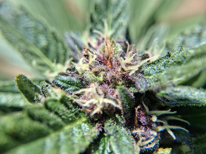 Thelma & Louise. Week 8 - D62 - Thelma - Apex bud