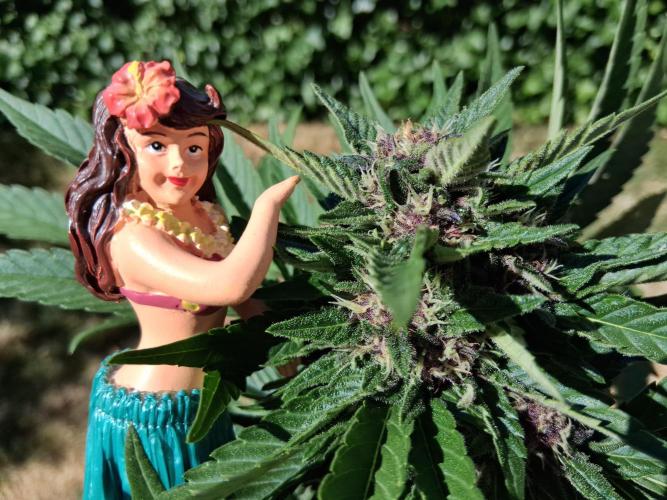 Thelma & Louise. Week 8 - D62 - Aloha