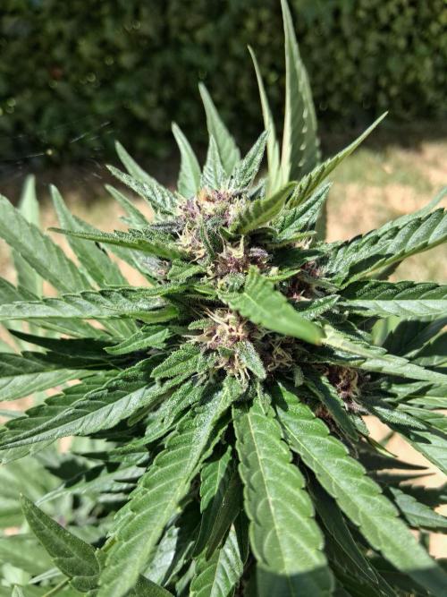 Thelma & Louise. Week 8 - D62 - Thelma - Apex bud