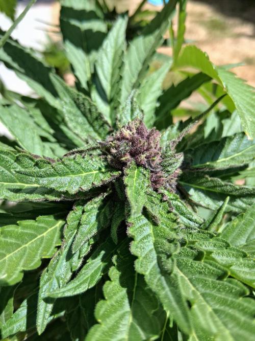 Thelma & Louise. Week 8 - D62 - Louise - Apex bud