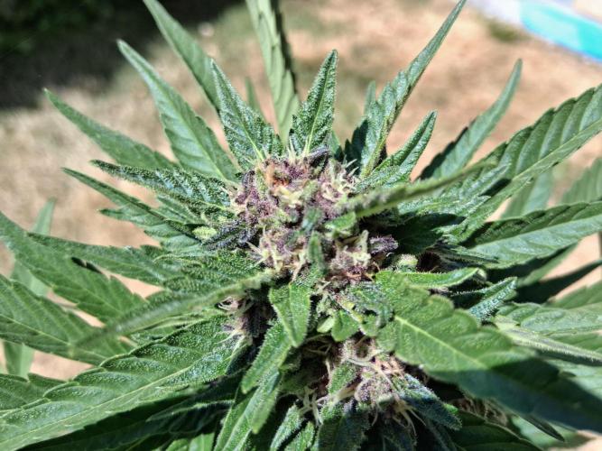 Thelma & Louise. Week 8 - D62 - Thelma - Apex bud