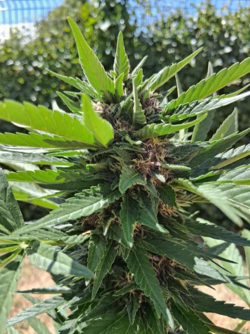 Thelma & Louise. Week 8 - D62 - Thelma - Apex bud