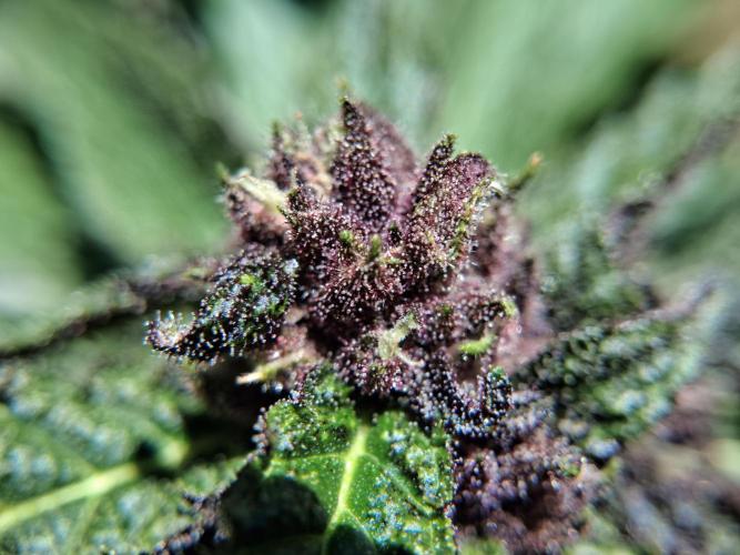 Thelma & Louise. Week 8 - D62 - Louise - Apex bud