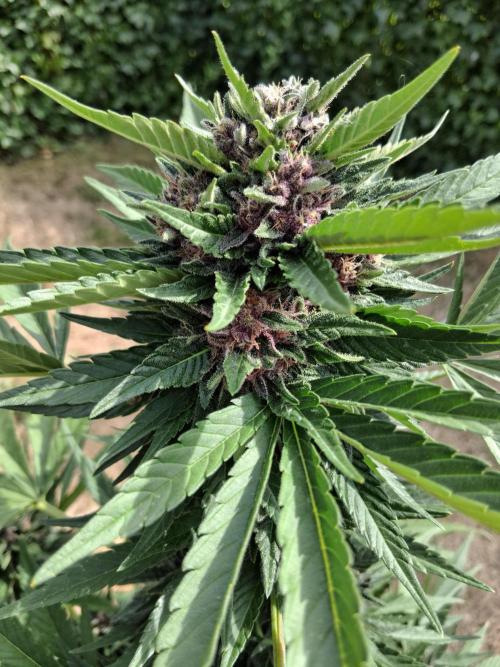 Thelma & Louise. Week 9 - D68 - Thelma - Apex bud