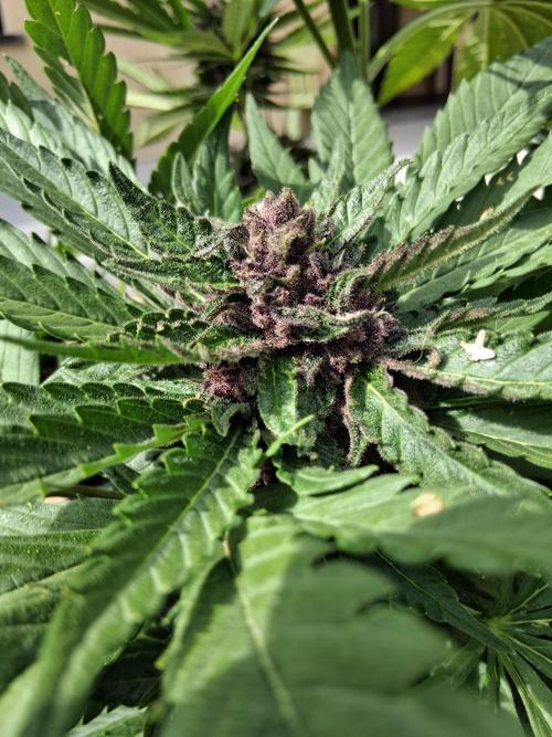 Thelma & Louise. Week 9 - D68 - Louise - Apex bud