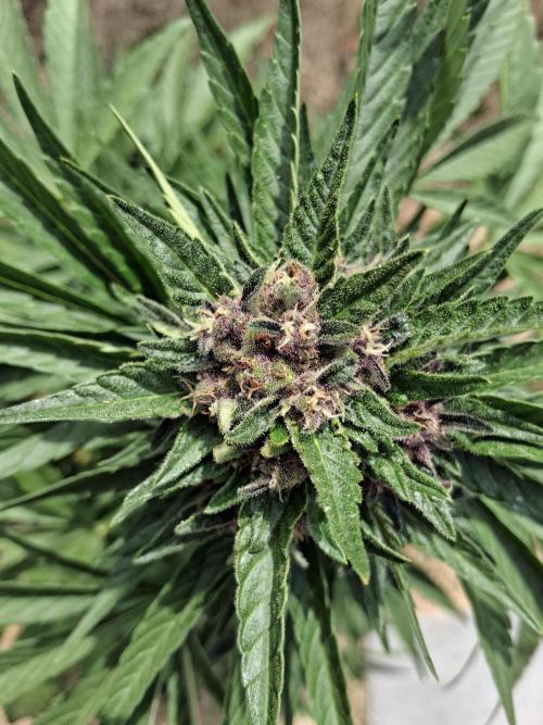 Thelma & Louise. Week 9 - D68 - Thelma - Apex bud