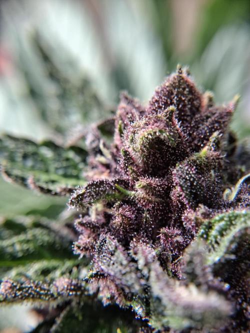 Thelma & Louise. Week 9 - D68 - Louise - Apex bud