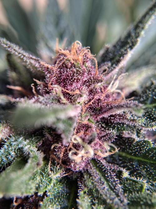 Thelma & Louise. Week 9 - D68 - Thelma - Apex bud