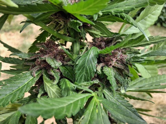 Thelma & Louise. Week 11 - D74