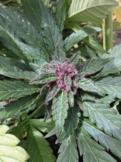 Thelma & Louise. Week 11 - D74