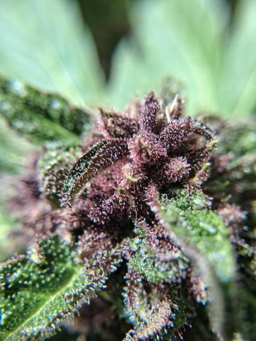 Thelma & Louise. Week 11 - D74