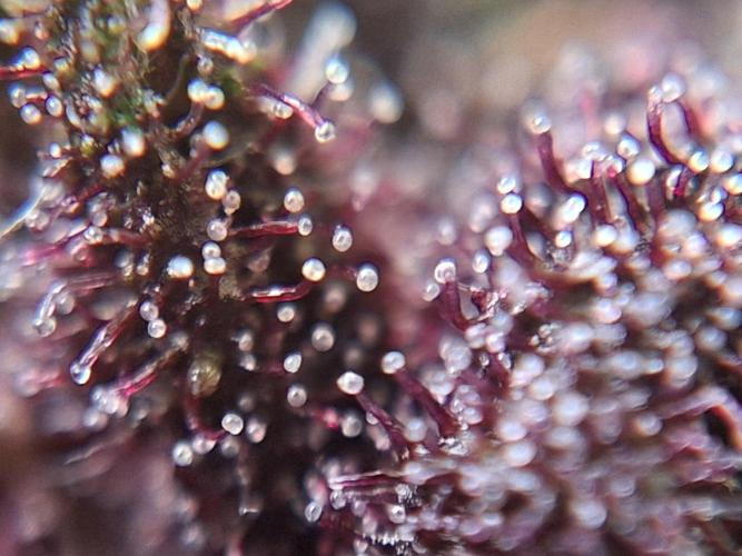 Thelma & Louise. Week 11 - D74 - Top bud