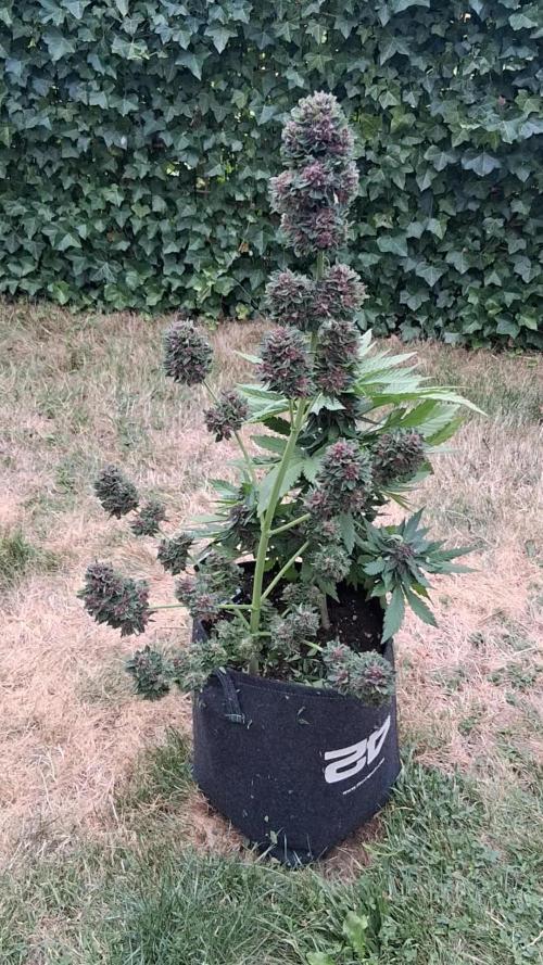 Thelma & Louise