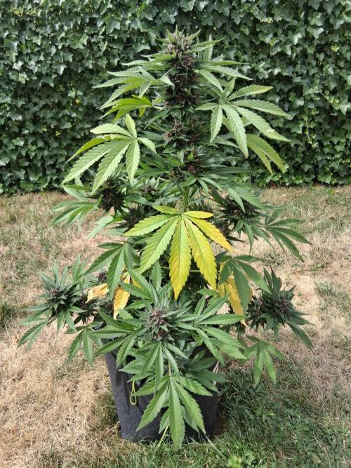 Thelma & Louise. Week 12 - D74