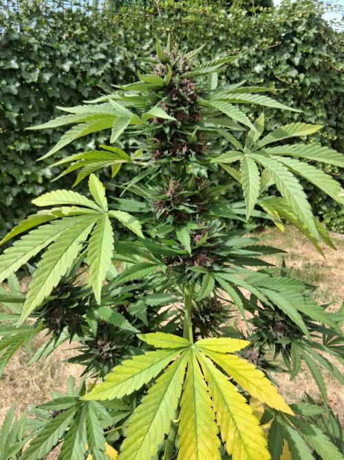 Thelma & Louise. Week 12 - D74