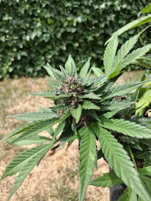 Thelma & Louise. Week 12 - D74