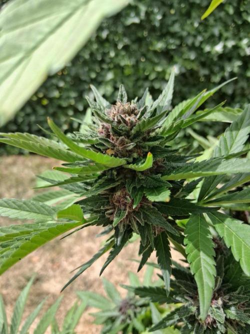 Thelma & Louise. Week 12 - D74