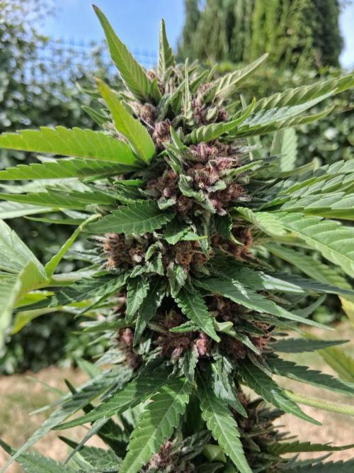 Thelma & Louise. Week 12 - D74
