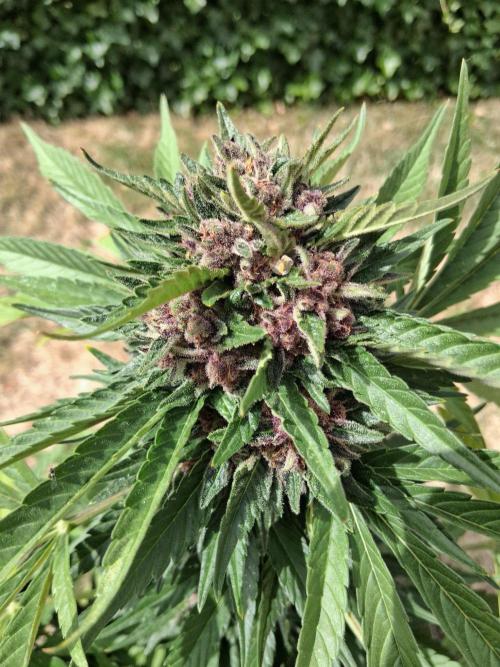 Thelma & Louise. Week 12 - D74