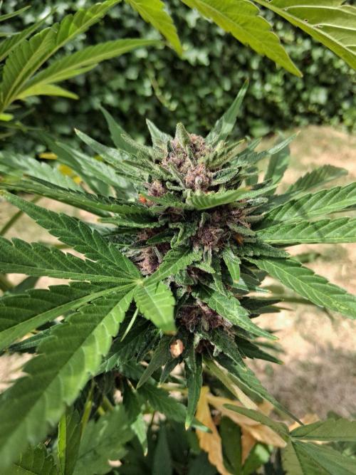 Thelma & Louise. Week 12 - D74