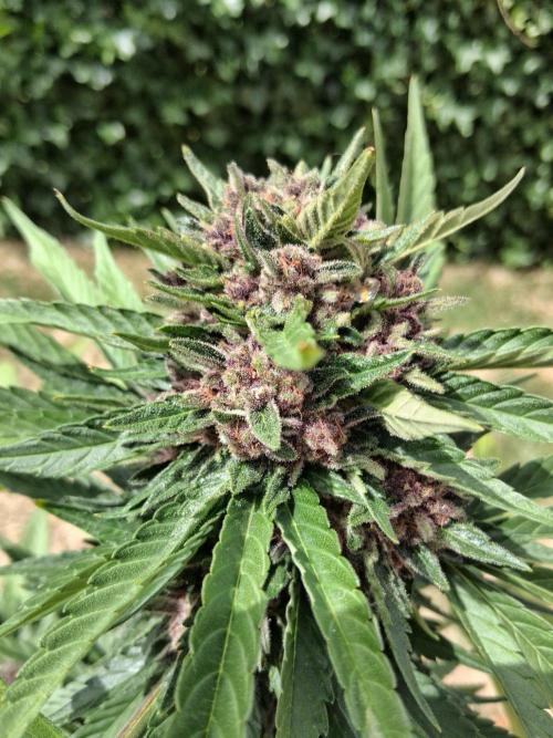 Thelma & Louise. Week 12 - D74