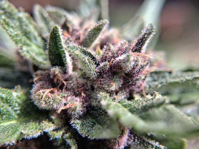 Thelma & Louise. Week 12 - D74
