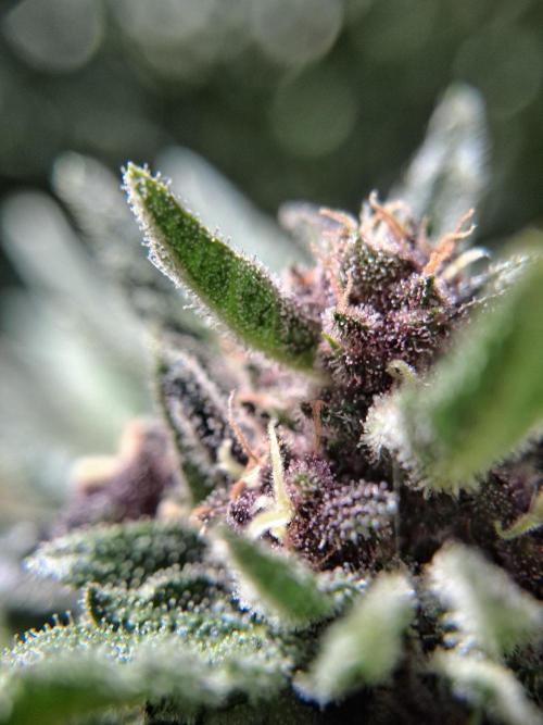 Thelma & Louise. Week 12 - D74