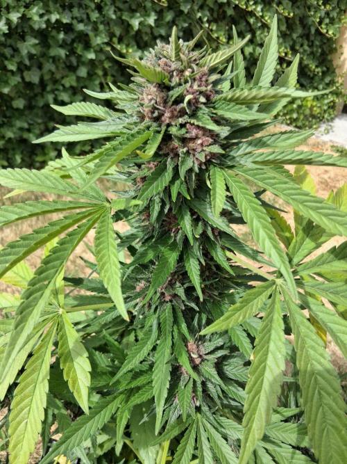 Thelma & Louise. Week 12 - D74