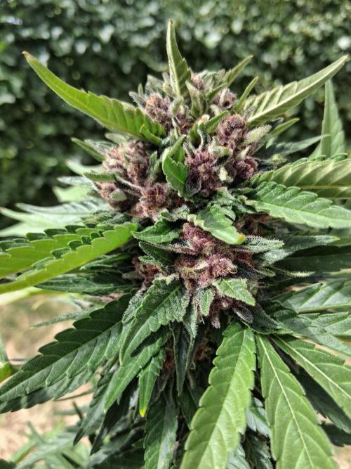 Thelma & Louise. Week 12 - D74