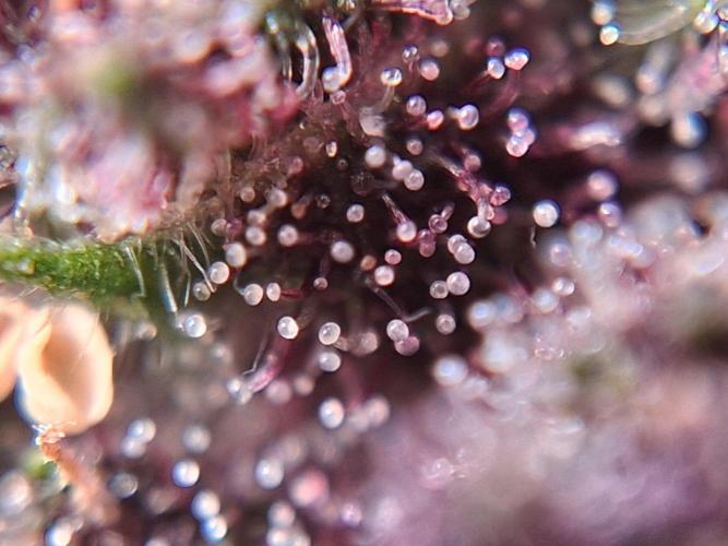 Thelma & Louise. Week 12 - D74 - Lower bud