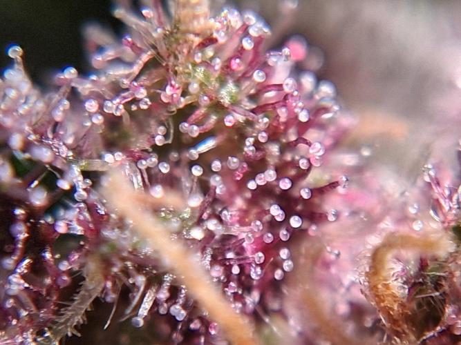 Thelma & Louise. Week 12 - D74 - Middle bud