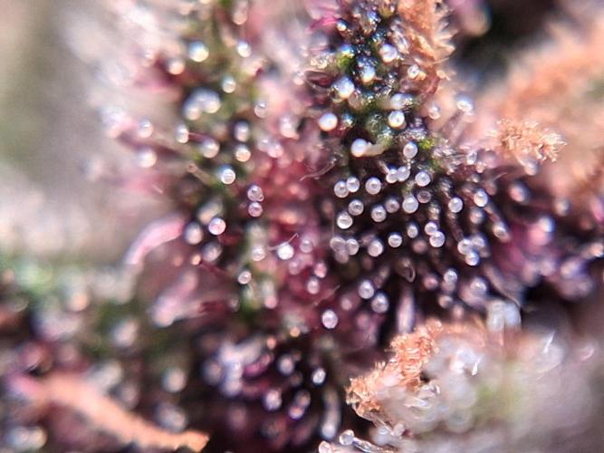 Thelma & Louise. Week 12 - Day 74 - Top bud