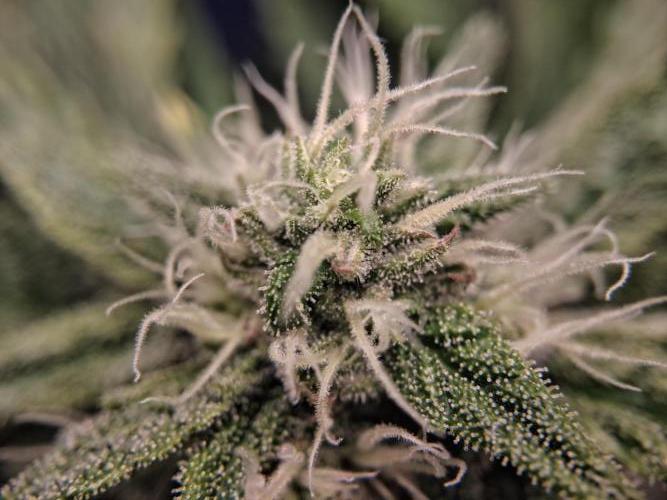 Δ Fast Buds Auto. Week 7 - D52 - Guava