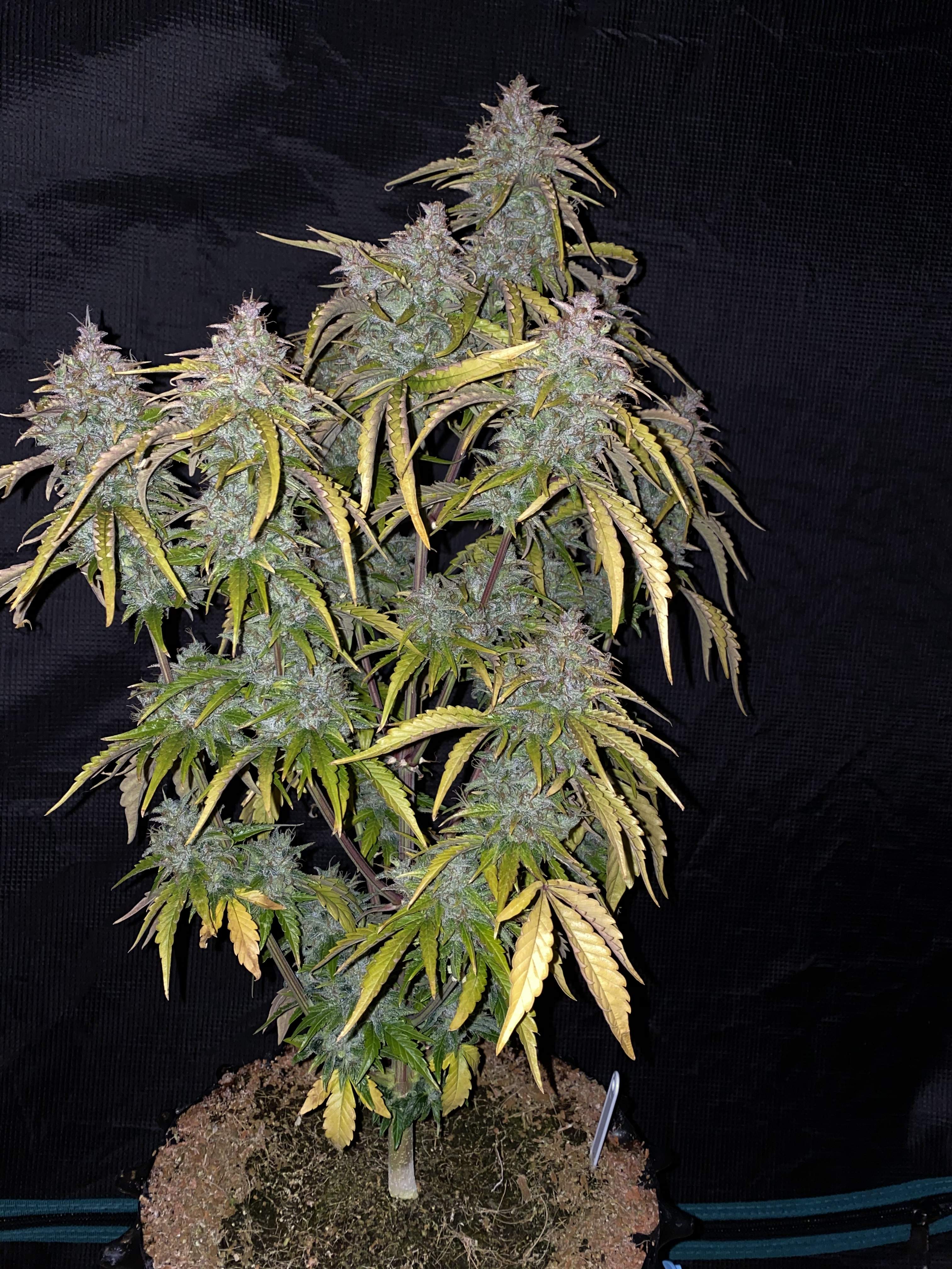 Mephisto Genetics Alien vs. Triangle grow diary (journal) week10 by